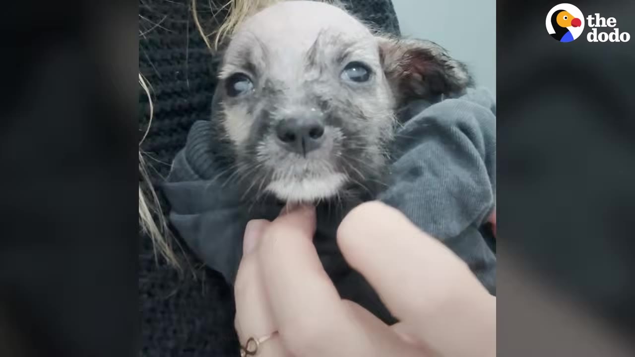 A small, wet puppy wrapped in a grey cloth is held gently by a person's hand touching its chin.