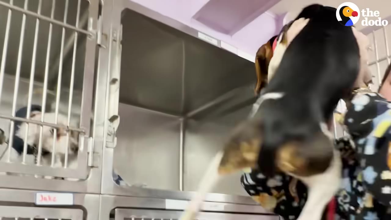 A person lifts a black, white, and brown dog out of a metal shelter kennel, while another small white dog watches from an adjacent cage.