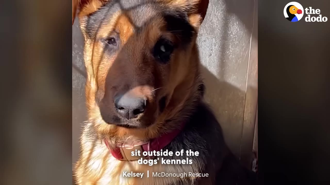 A close-up of a German Shepherd puppy inside a kennel, with shadows of the kennel bars cast across its face.