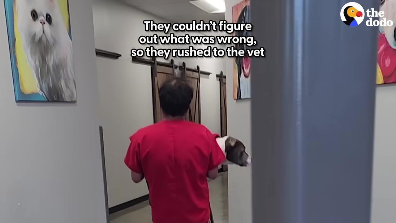 A person in red scrubs carrying a brown and white dog down a hallway at a veterinary clinic.