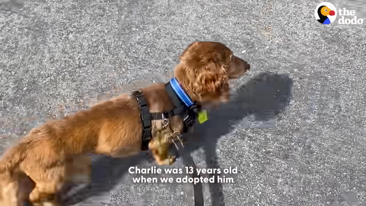 A long-haired brown dachshund wearing a black harness and blue collar walks on asphalt, with text overlay reading 'Charlie was 13 years old when we adopted him'.