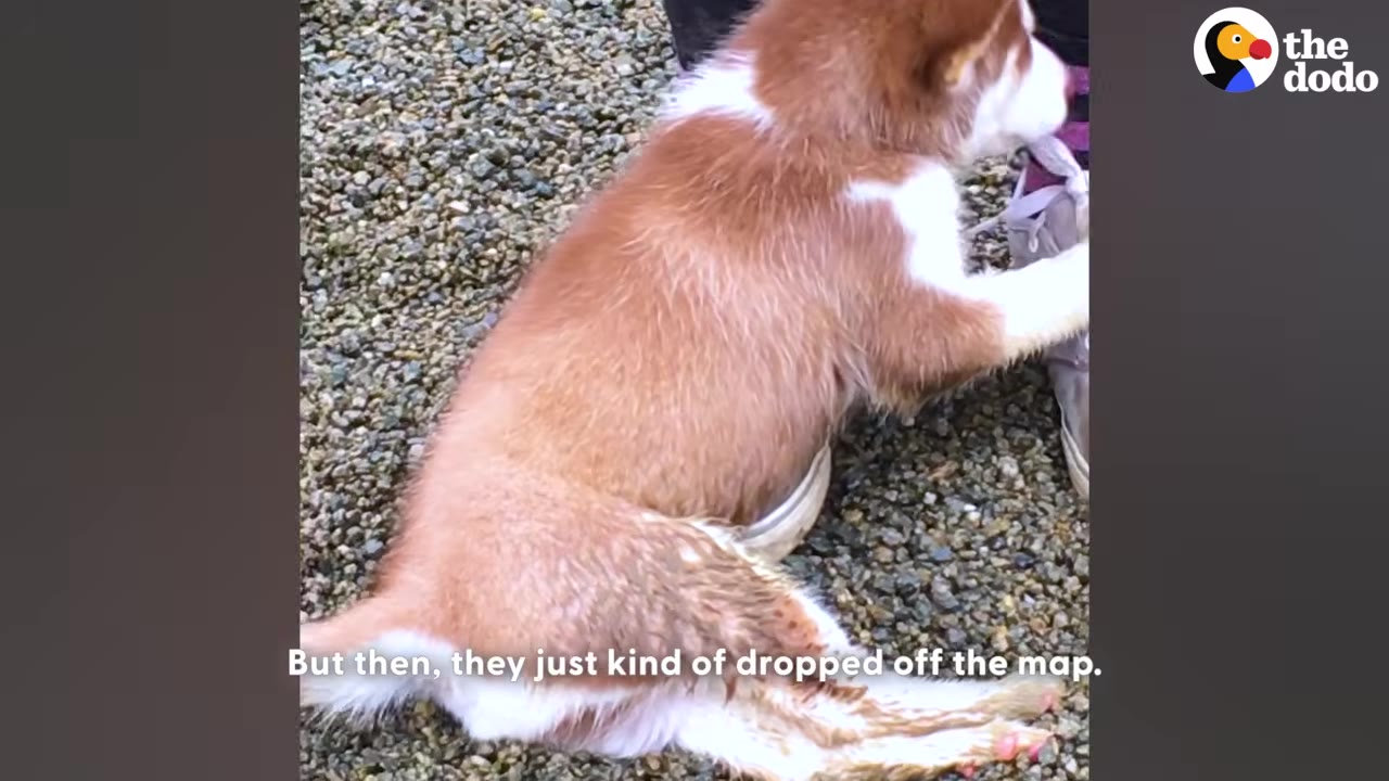 A brown and white dog with paralyzed hind legs sits on a gravel surface, leaning against a person's leg.
