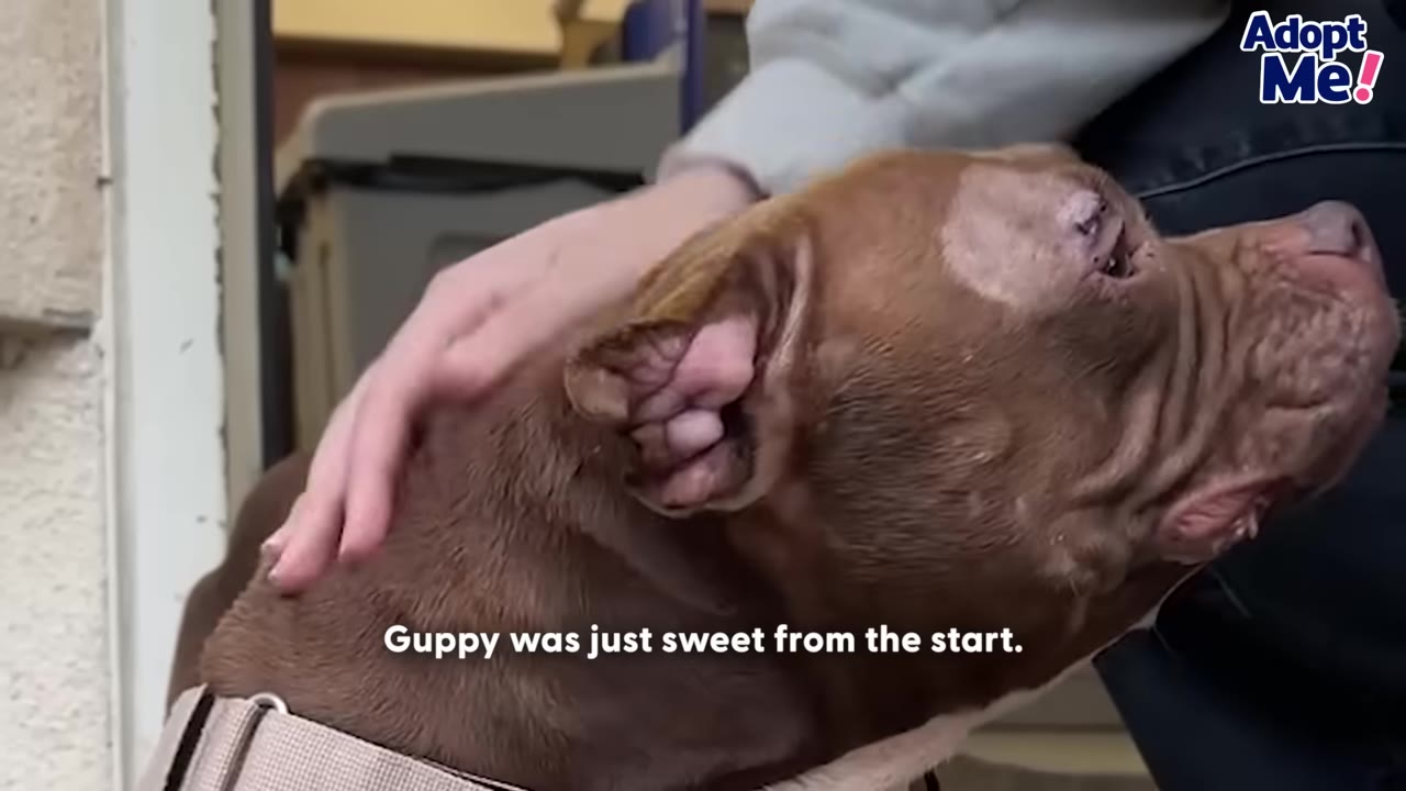 A close-up shot of a brown dog named Guppy being gently petted on the head by a person's hand.