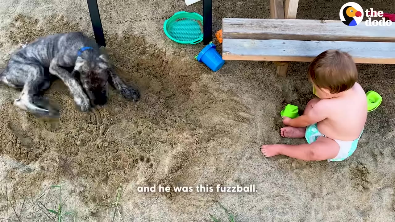 A small brindle puppy plays in a sandbox next to a baby wearing a diaper.