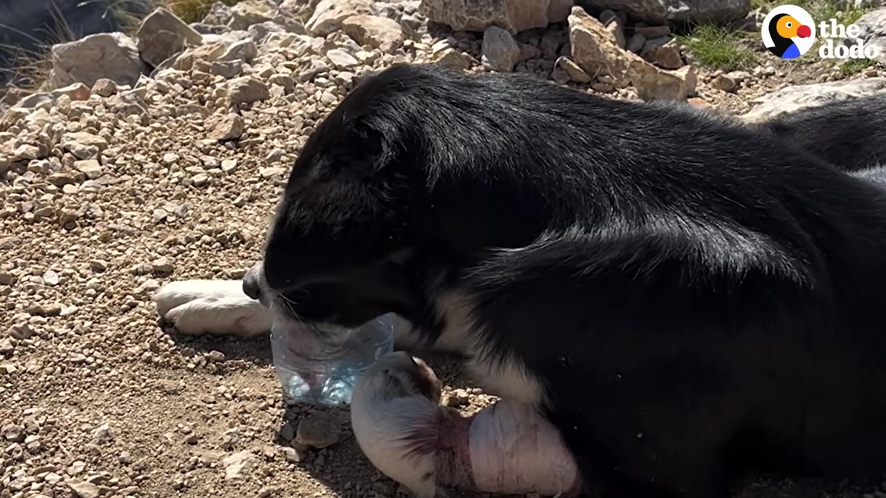 A black and white dog lying on a rocky ground drinks water from a cut plastic bottle, showing a heavily bandaged and swollen front paw.