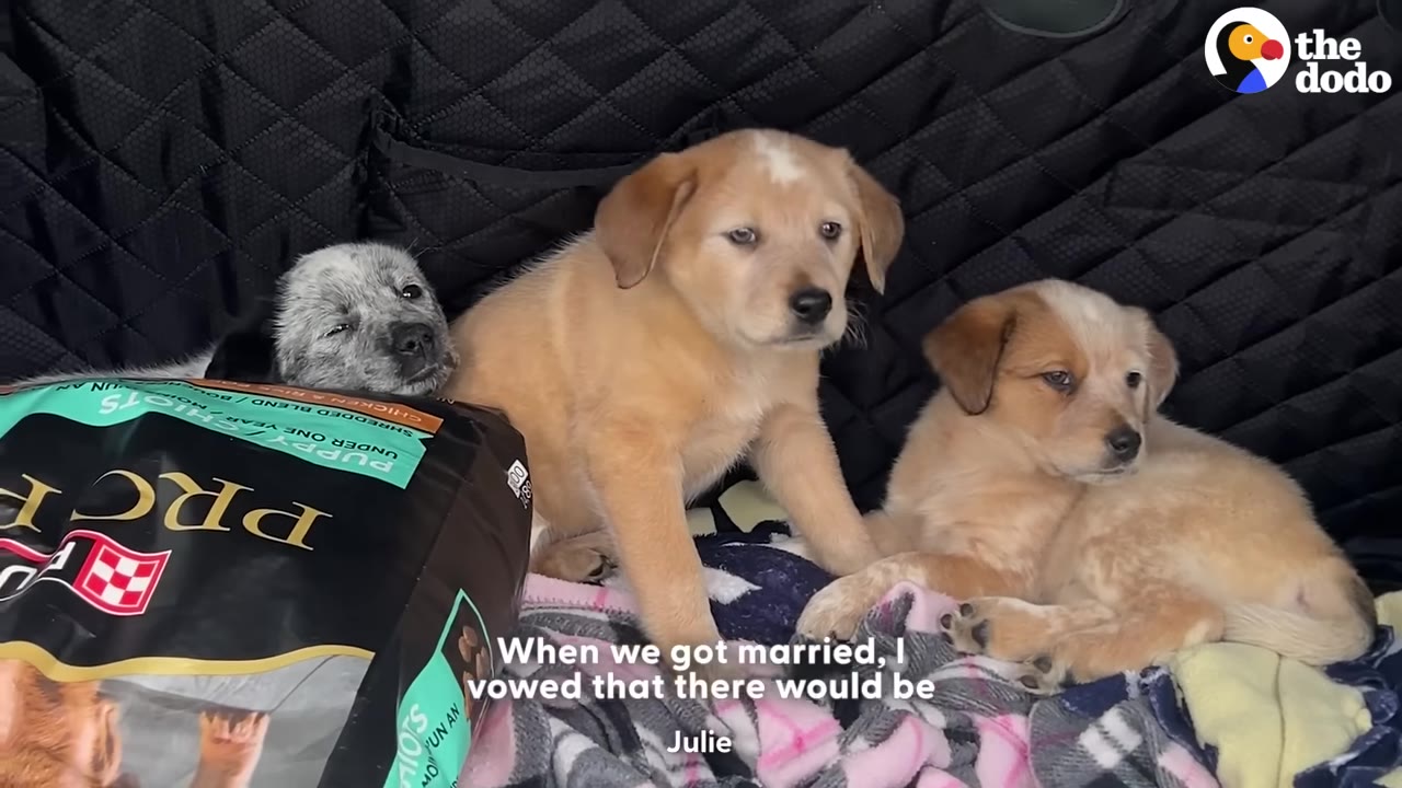 Three small puppies, one grey and white and two light brown, sitting together on a blanket in the back of a vehicle next to a bag of dog food.