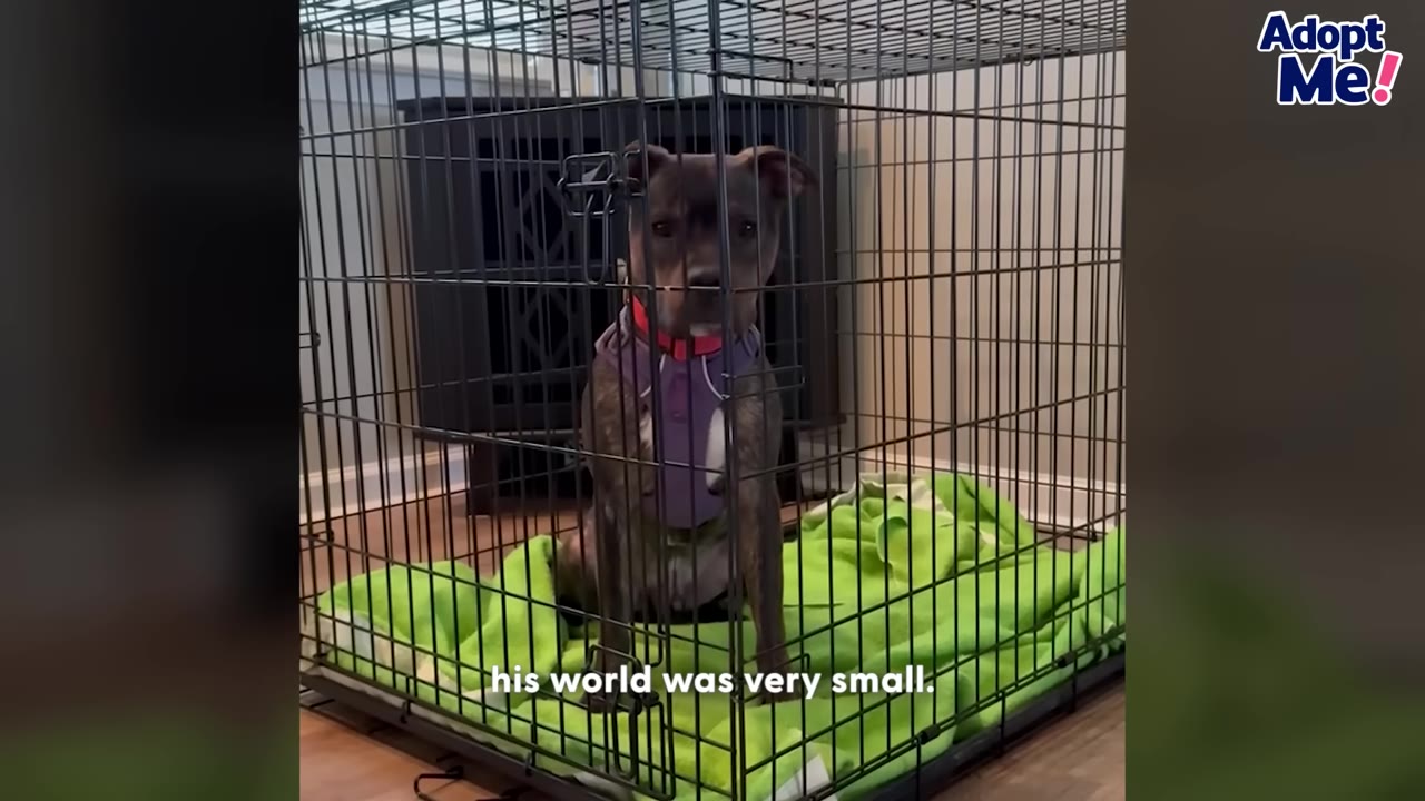 A brindle dog wearing a purple harness sits inside a black wire crate on a bright green blanket, looking out with a sad expression.