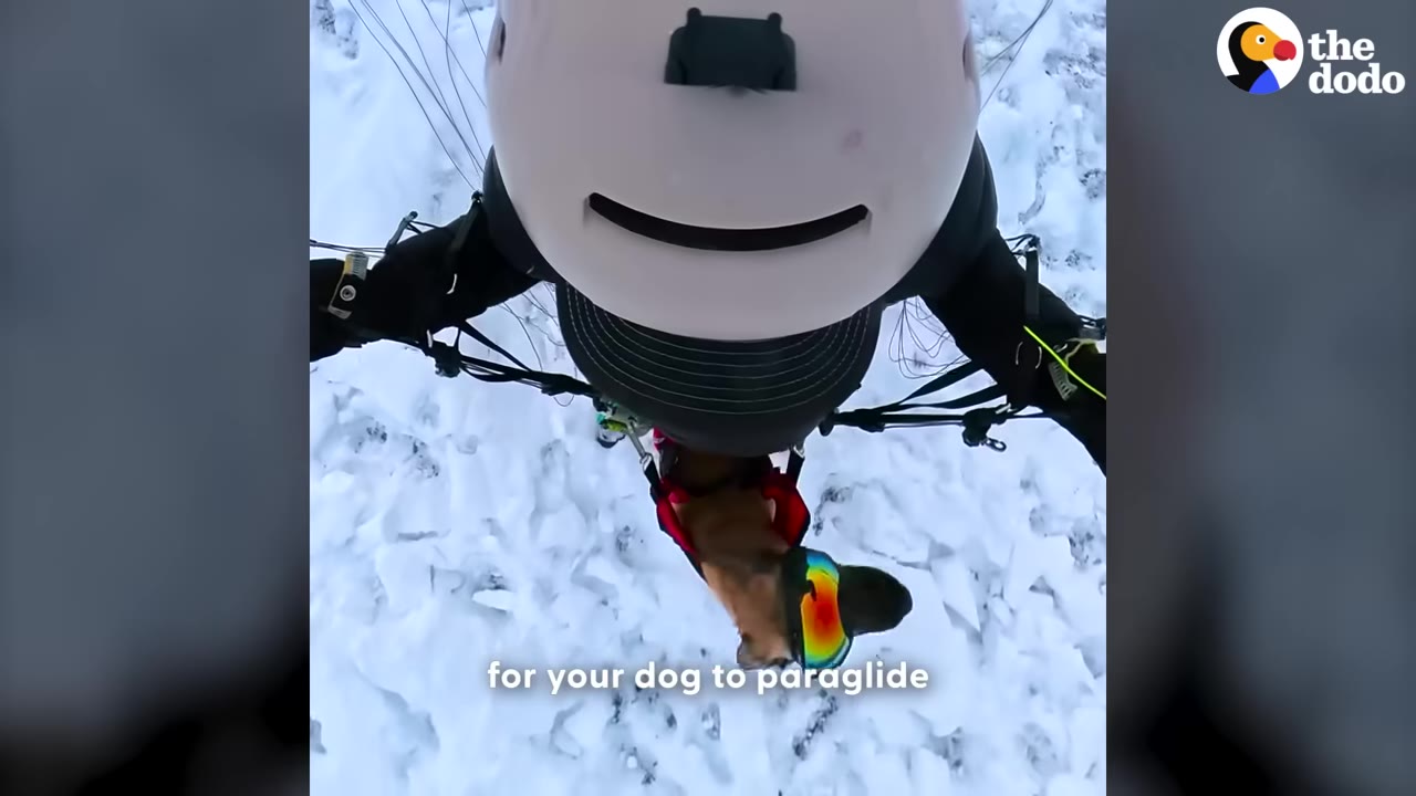 A top-down view from a paraglider pilot's helmet camera showing a dog wearing colorful goggles and a harness suspended in mid-air over a snowy landscape.
