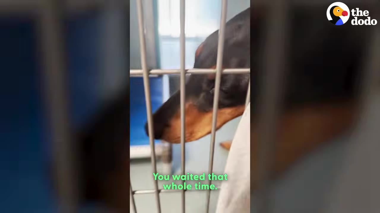 A black and tan dog behind metal kennel bars looks up with its ears pinned back.
