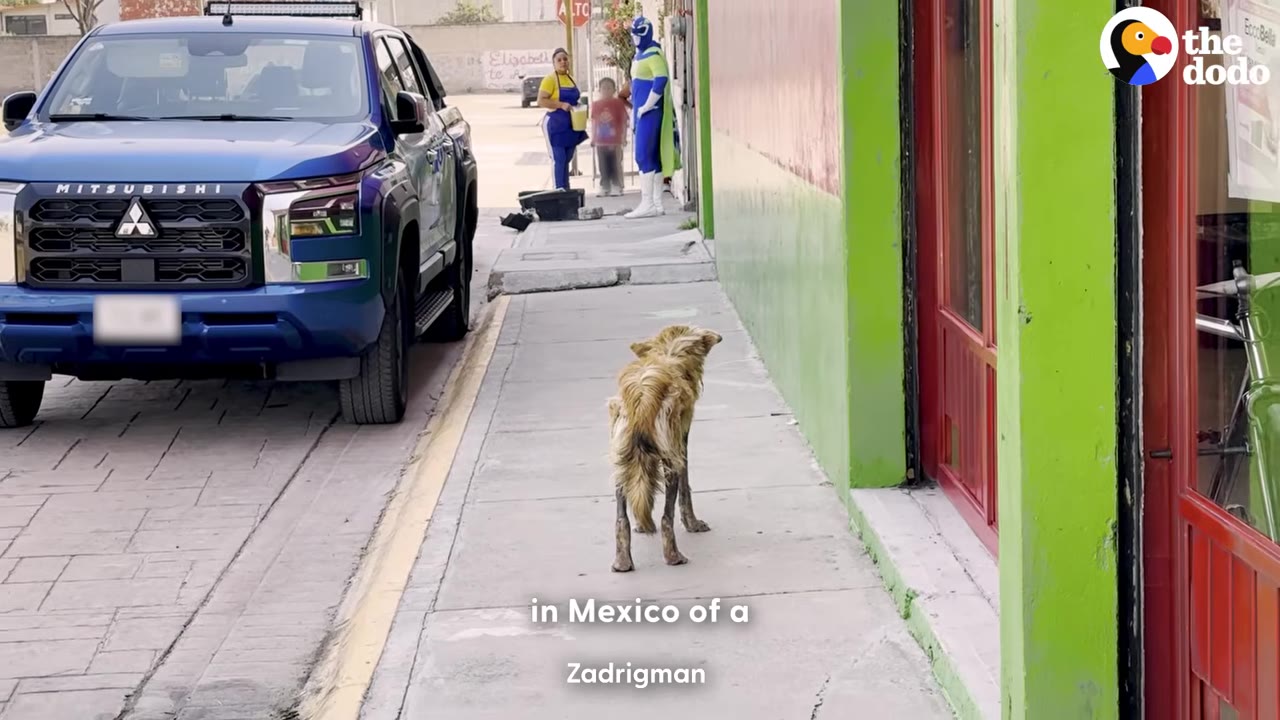 A thin, scruffy dog with matted brown fur stands on a concrete sidewalk next to a green building and a blue pickup truck.