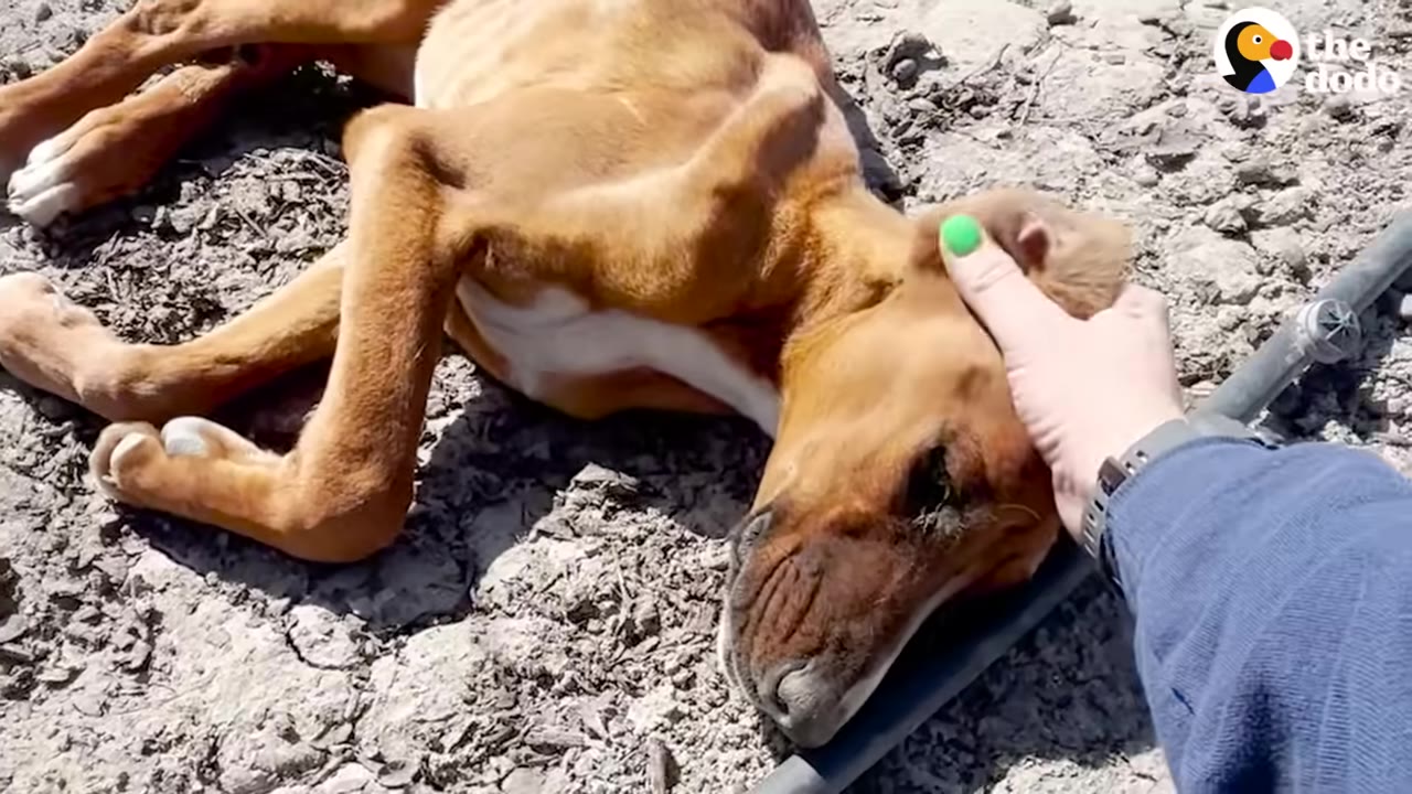 An emaciated brown dog lies helplessly on the dry ground as a person gently strokes its head.