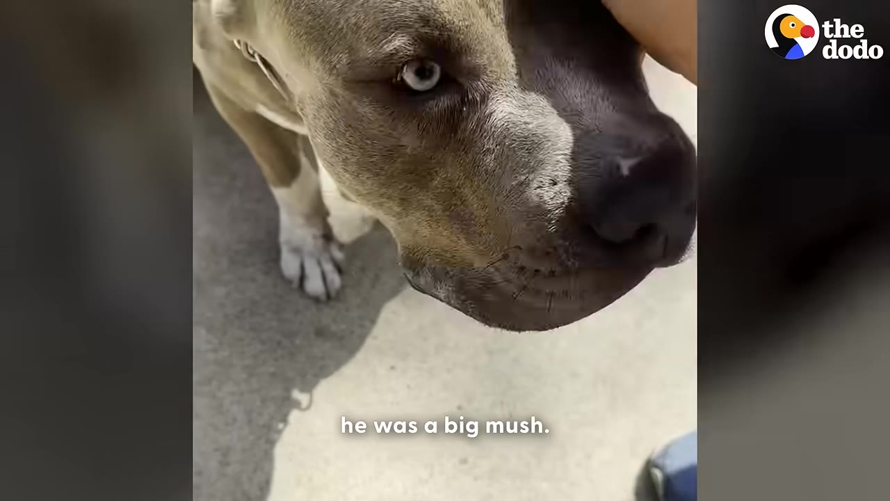 A close-up of a large grey and white dog with light-colored eyes being gently petted on the head by a person's hand.