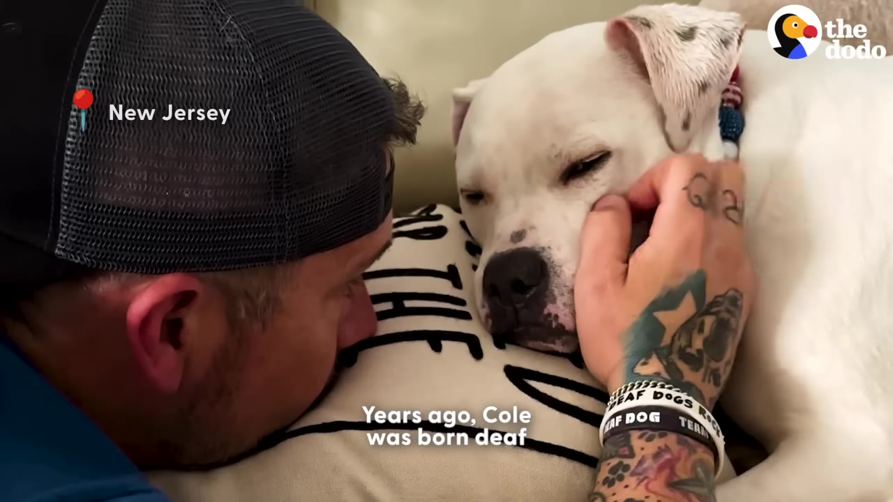 A man with a black cap and tattooed arm gently pets a white dog resting on a pillow, with the text 'Years ago, Cole was born deaf' overlaid on the screen.