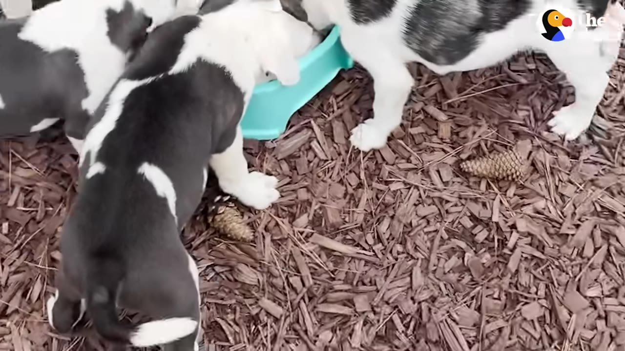 Several black and white puppies eating from a light blue bowl on woodchips.