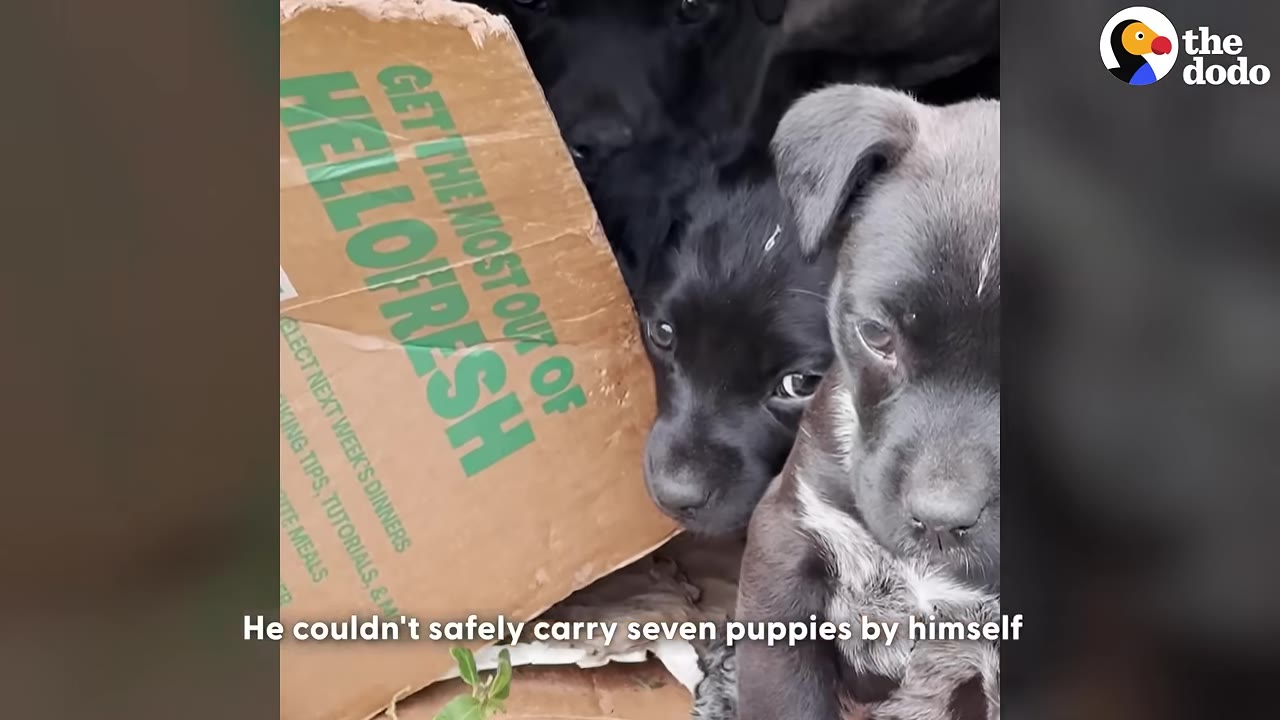 Several small, dark-colored puppies huddle together next to a cardboard box.