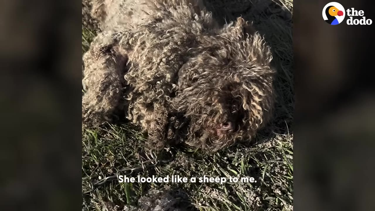 A heavily matted, curly-haired dog lies motionless on the grass, chained to the ground.