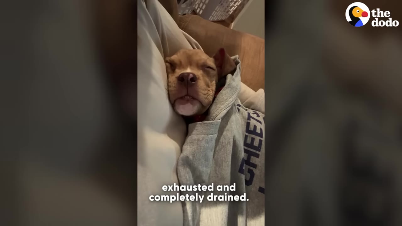 A small brown puppy with its eyes closed, sleeping soundly while wrapped in a grey hooded sweatshirt.