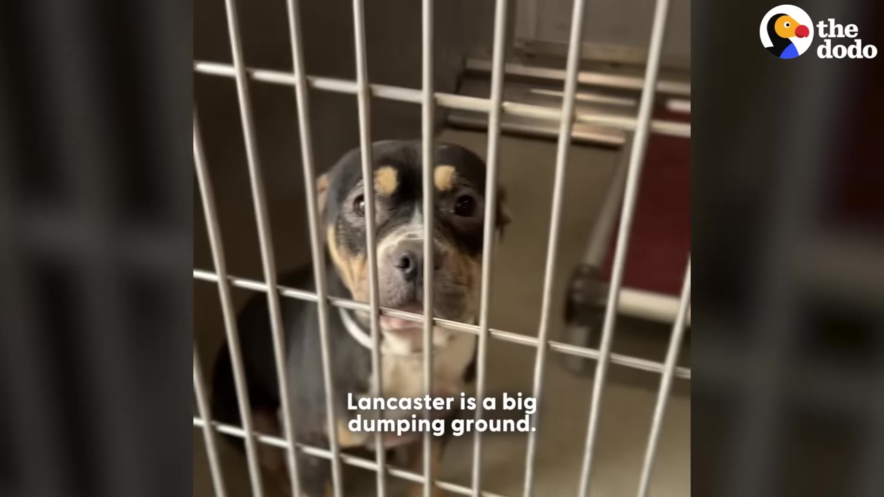 A black and tan dog looking sadly through the metal bars of a shelter kennel cage.