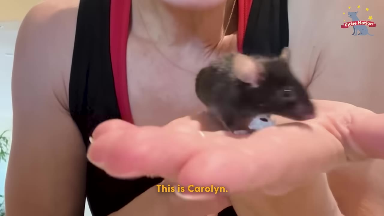 A close-up shot of a small, dark brown mouse sitting on a person's open palm.