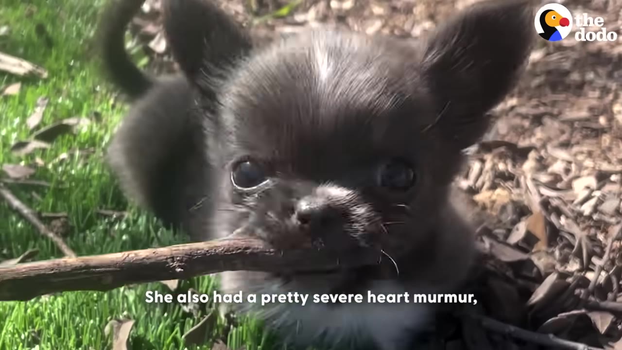 A close-up shot of a small, dark grey puppy holding a wooden stick in its mouth while sitting on grass and mulch.