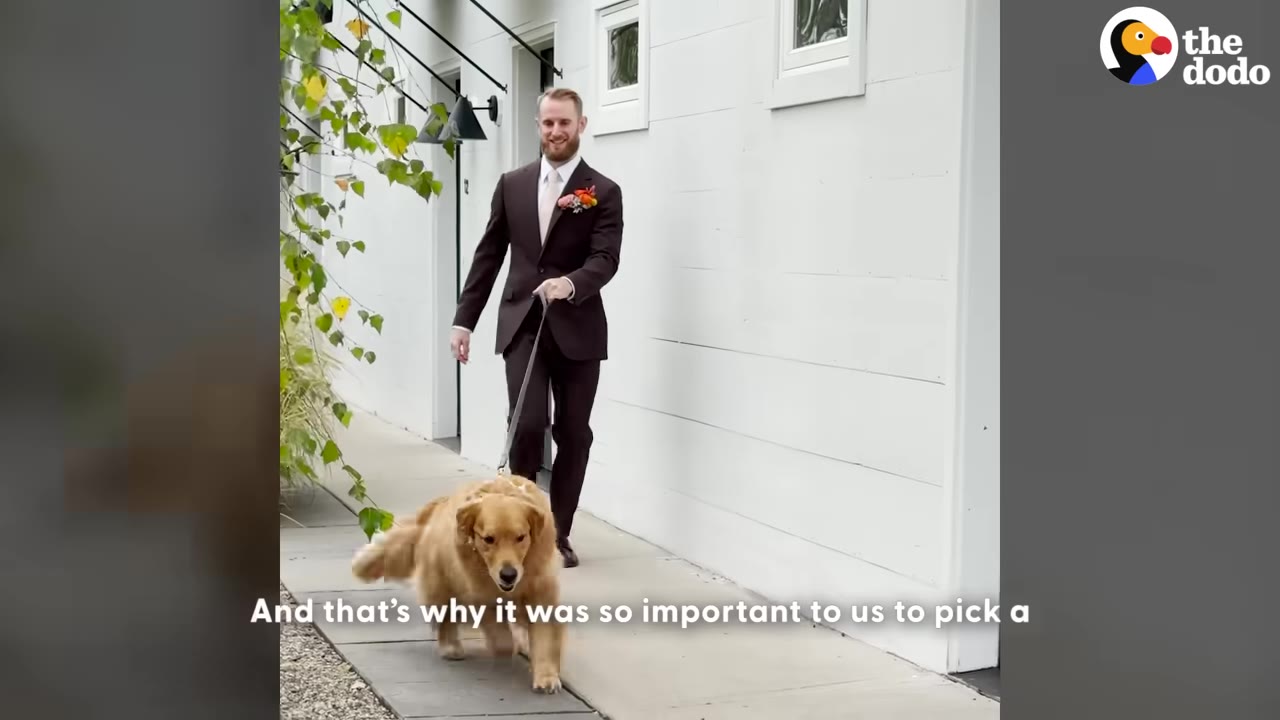 A groom in a brown suit walks a golden retriever on a leash along a sidewalk next to a white building.