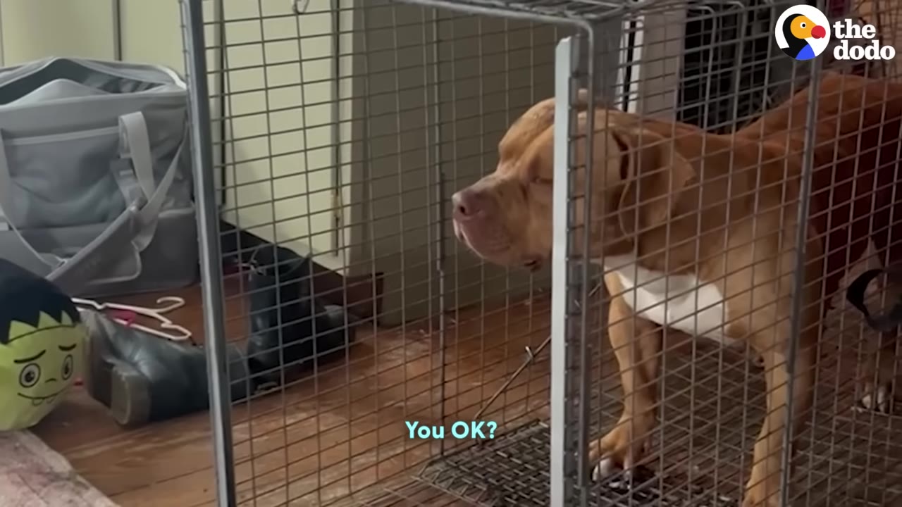 A brown and white dog stands inside a wire crate, looking forward with a tense expression.