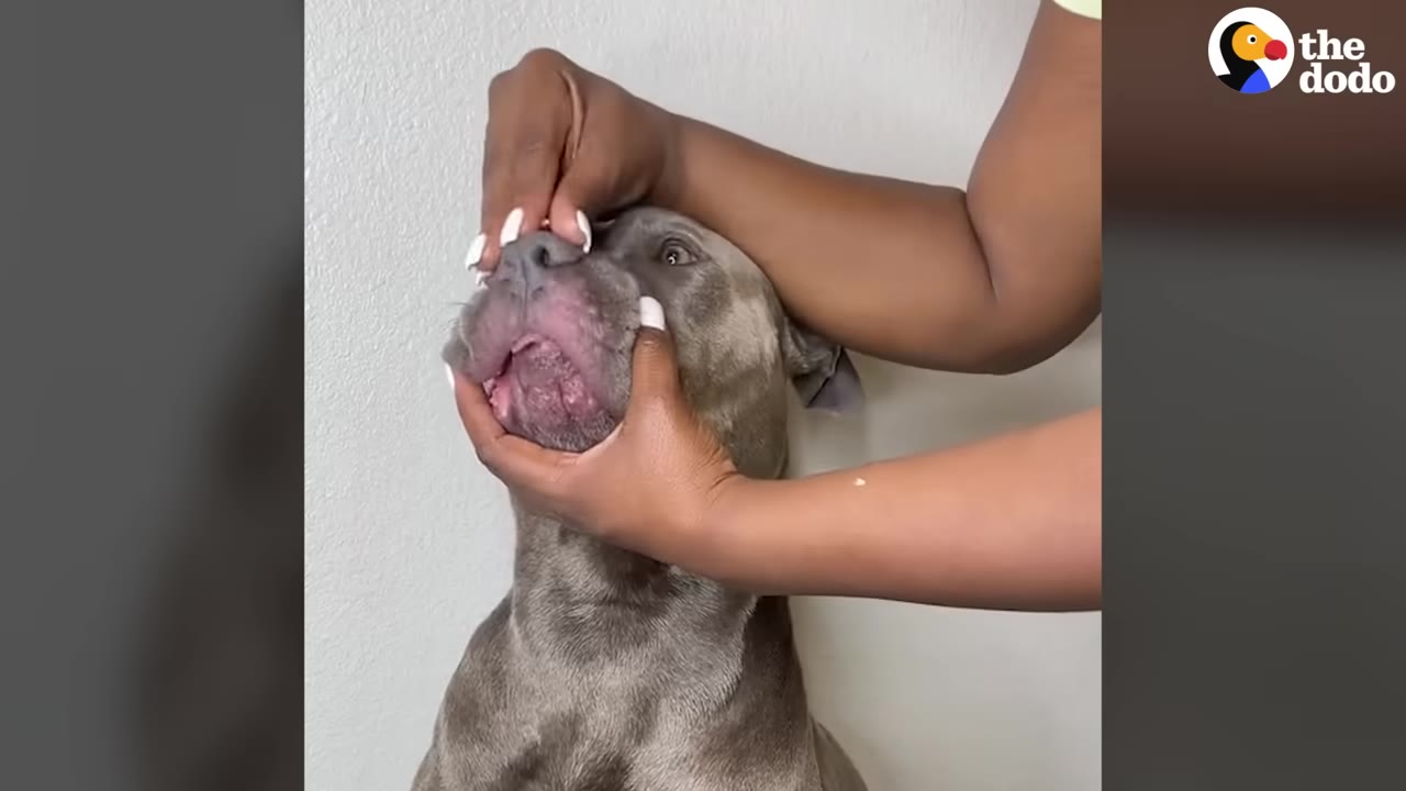 A person's hands gently holding open the mouth of a grey pit bull to inspect its irritated, pinkish skin around its lips.