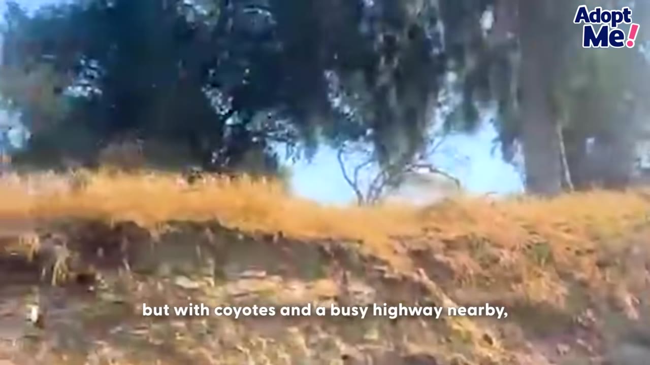 A grassy hillside with trees in the background under a blue sky, with text overlay mentioning a busy highway nearby.