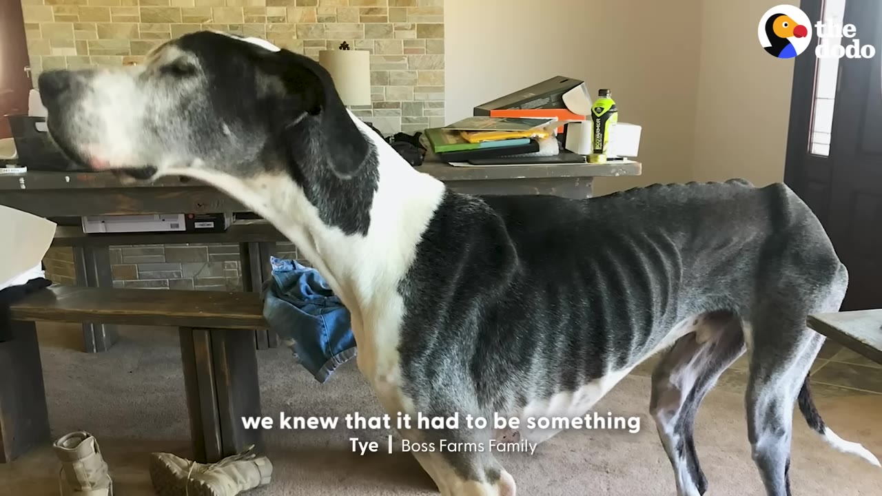 An extremely emaciated black and white Great Dane standing indoors, with its ribs and spine clearly visible.