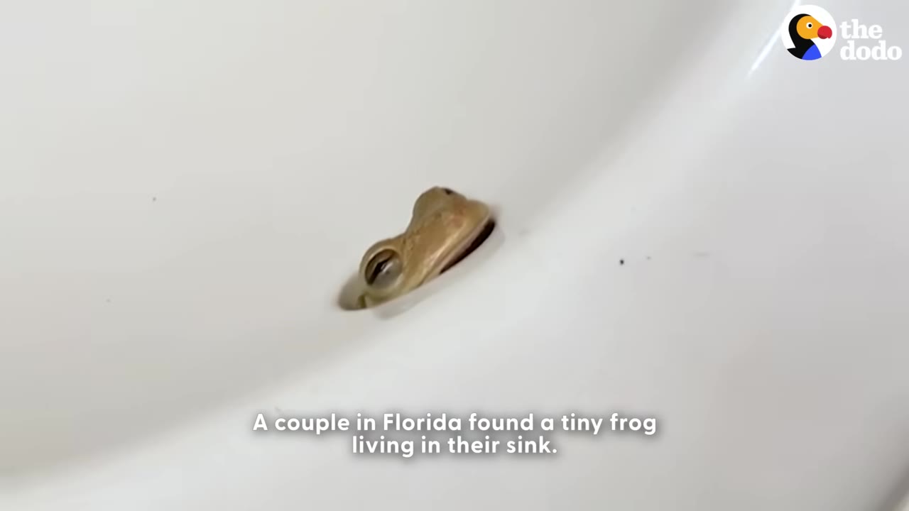 A close-up shot of a tiny brown frog peeking its head out of a small hole in a white porcelain sink.
