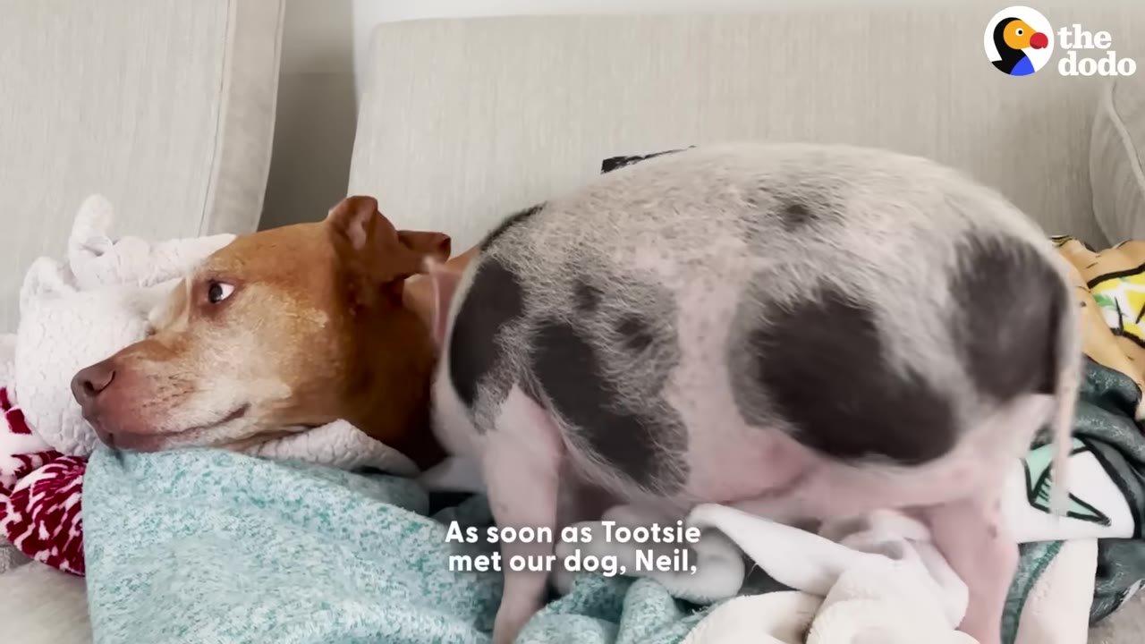 A small spotted pig named Tootsie climbs onto a brown dog lying on a bed with blankets.