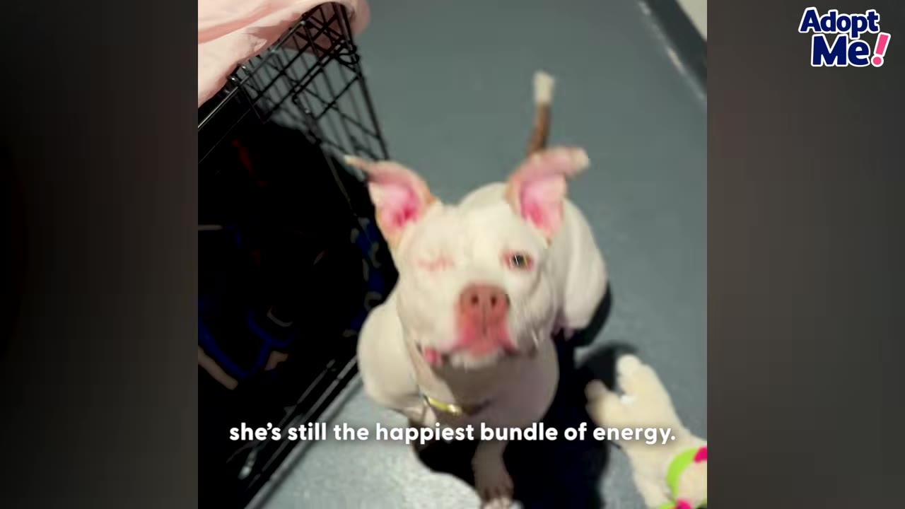 A white dog with pink ears and one eye looks up happily at the camera while sitting on a grey floor next to a wire crate.