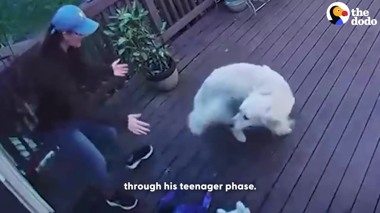 A woman in a blue cap and dark jacket stands on a wooden deck with her arms outstretched toward a white dog that is spinning around playfully.