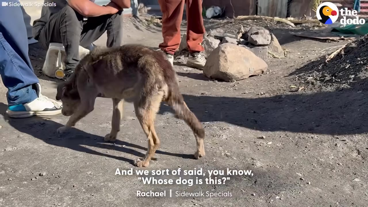 A thin, brown dog walks on a dirt ground near several people, with a subtitle reading, 'And we sort of said, you know, "Whose dog is this?"'