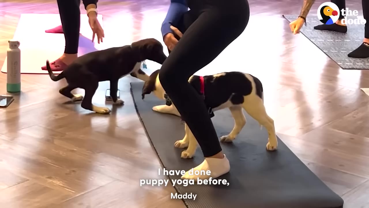 A person in black leggings holds a squat pose on a yoga mat while a black and white puppy stands underneath them and another puppy plays nearby.