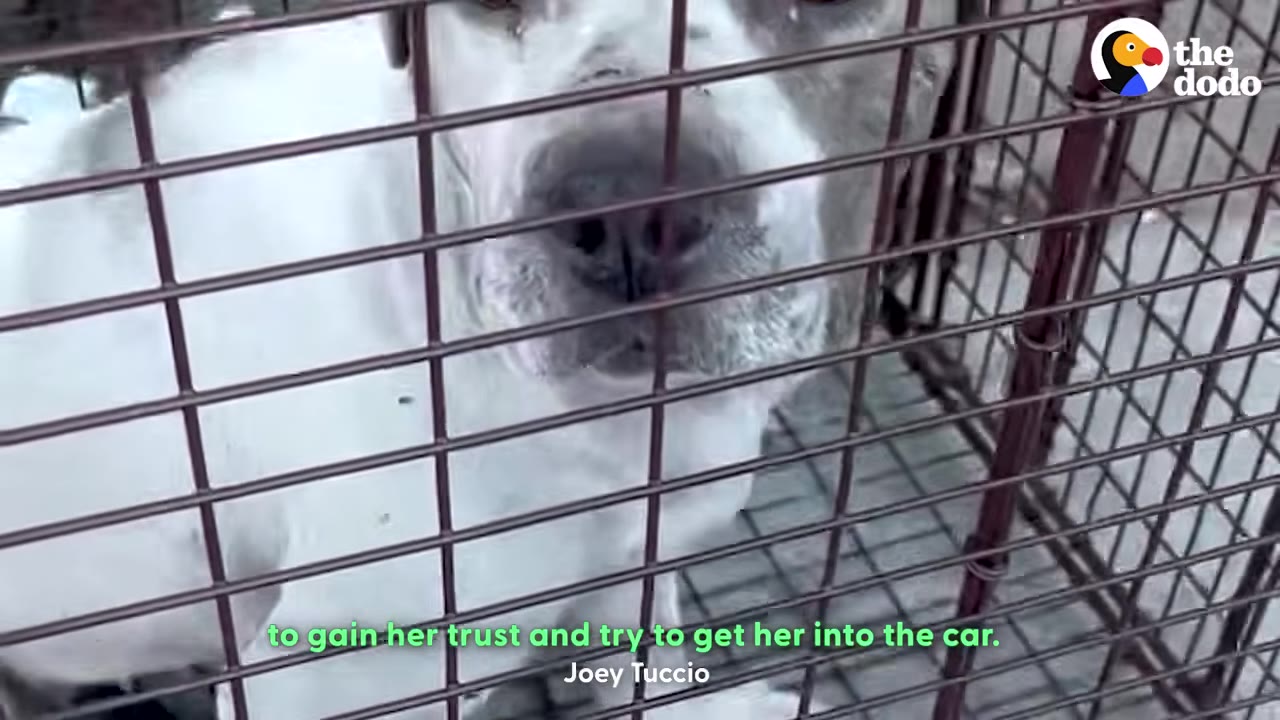 A close-up of a white dog looking through the metal bars of a crate.