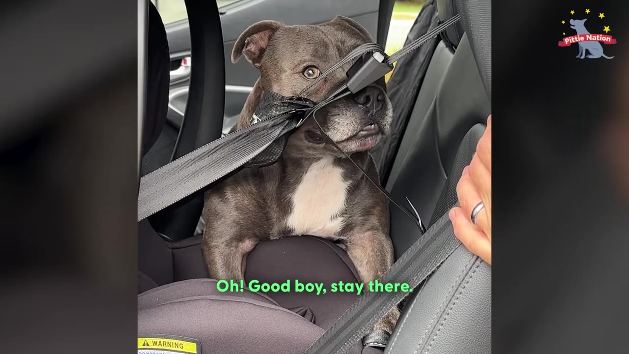 A gray and white pit bull sits obediently in a car seat with a safety harness, looking up attentively.