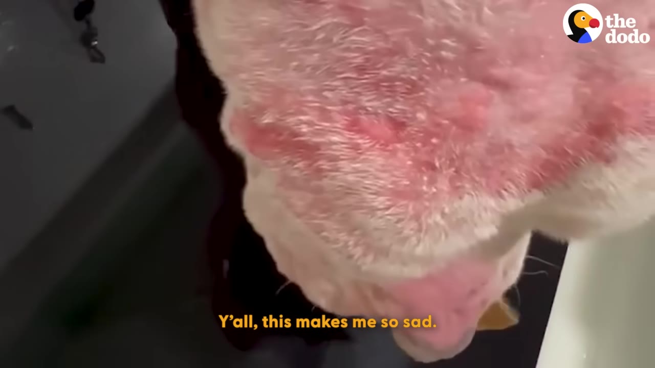 A close-up shot of a dog's head showing severely inflamed, red, and irritated skin with sparse white fur due to allergies.