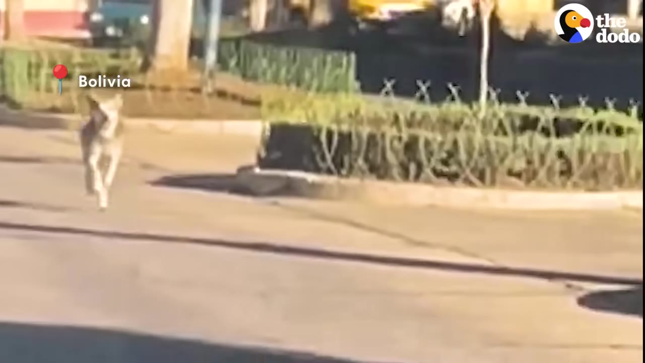 A dog runs down a paved street in Bolivia, with a red map pin graphic labeled 'Bolivia' on the left.