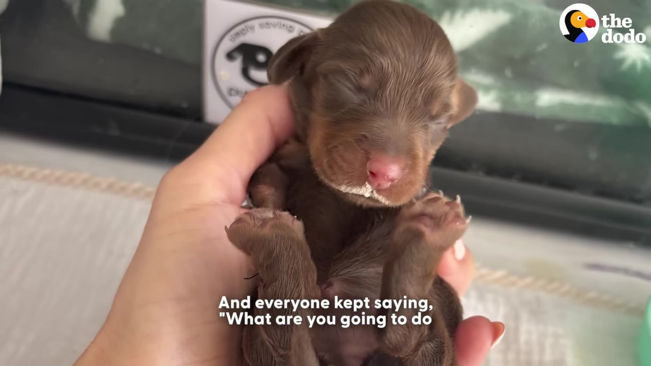 A close-up shot of a tiny, newborn brown puppy with closed eyes being gently held in a person's hand.