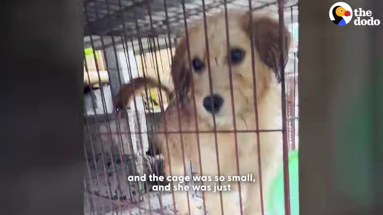 A small golden-brown dog looks out sadly from inside a cramped wire cage.