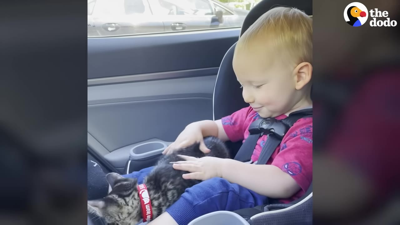 A young boy in a car seat smiles as he gently pets a small tabby kitten resting on his lap.
