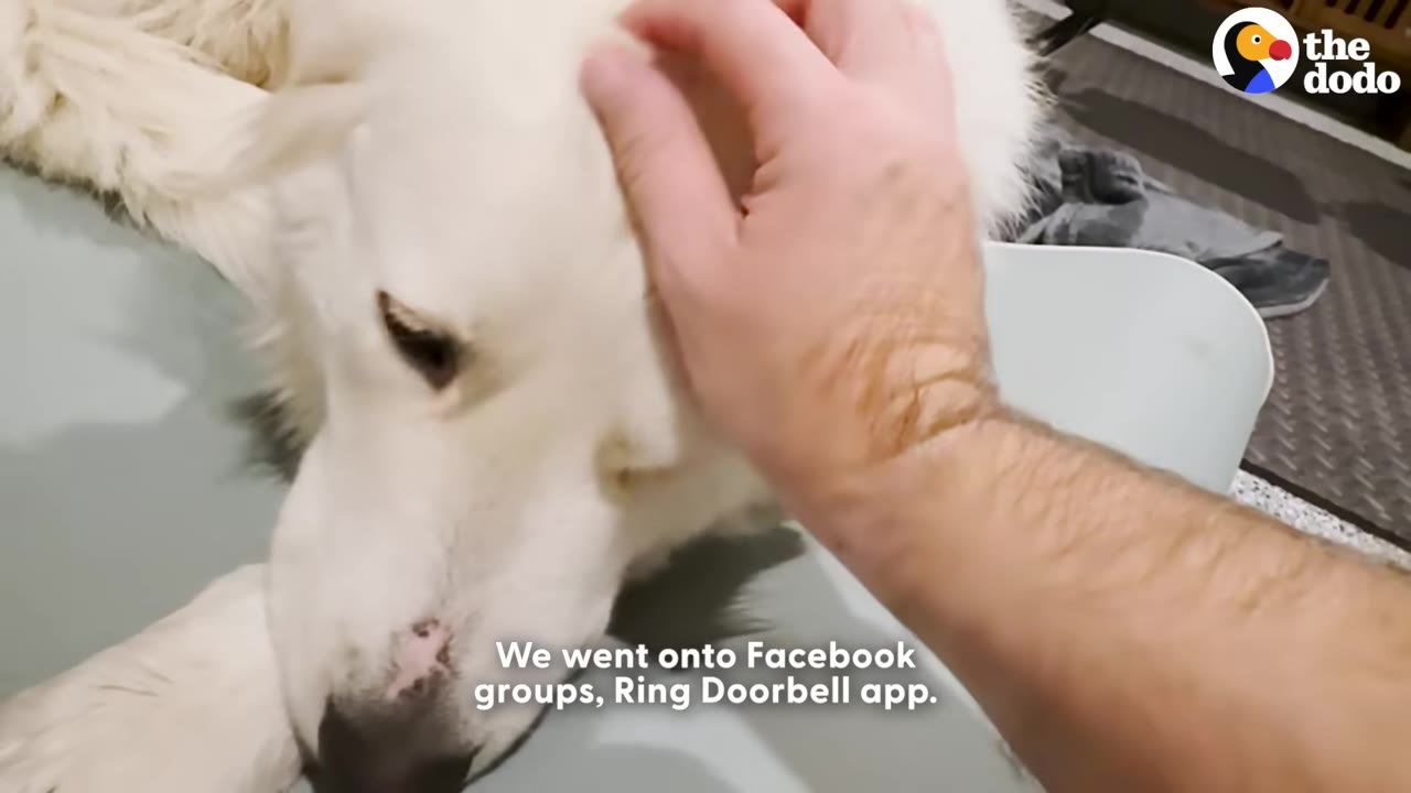 A close-up shot of a person's hand gently petting a large white dog on the head, with text on the screen reading 'We went onto Facebook groups, Ring Doorbell app.'