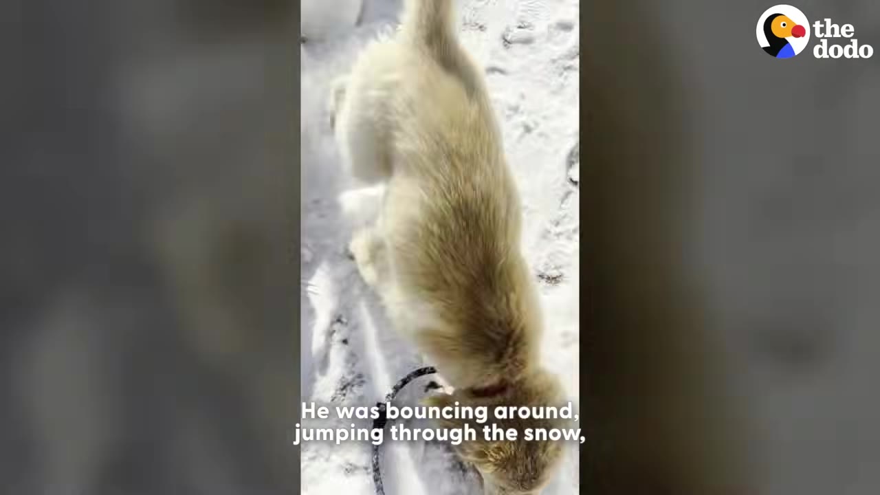 A fluffy golden puppy on a leash happily bouncing and playing in deep white snow.