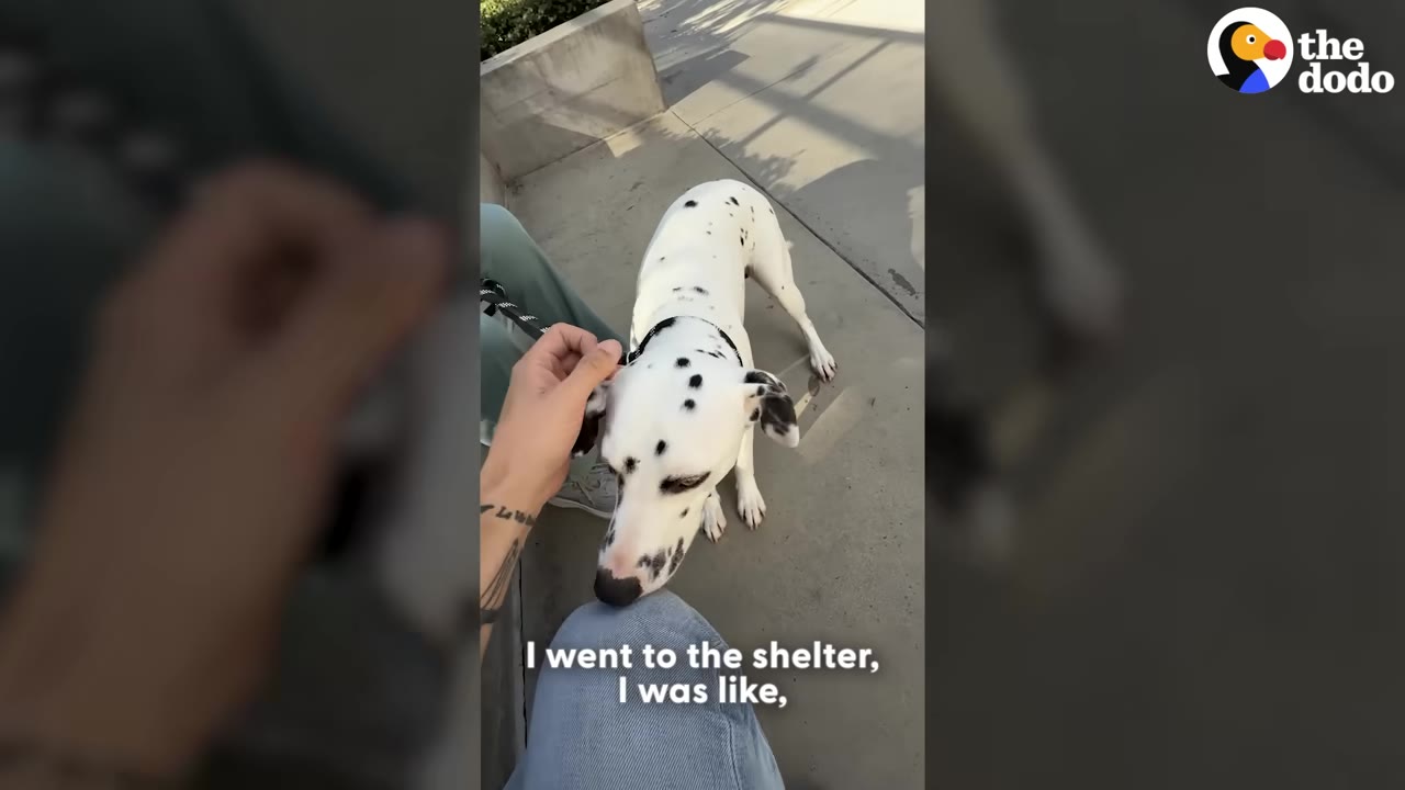 A black and white spotted Dalmatian dog on a leash being petted on the head by a person sitting on a concrete bench.
