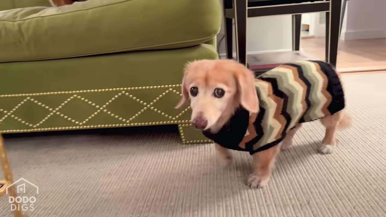 A small, senior light-brown dachshund wearing a patterned green, brown, and black knit sweater stands on a carpeted floor next to a green sofa.