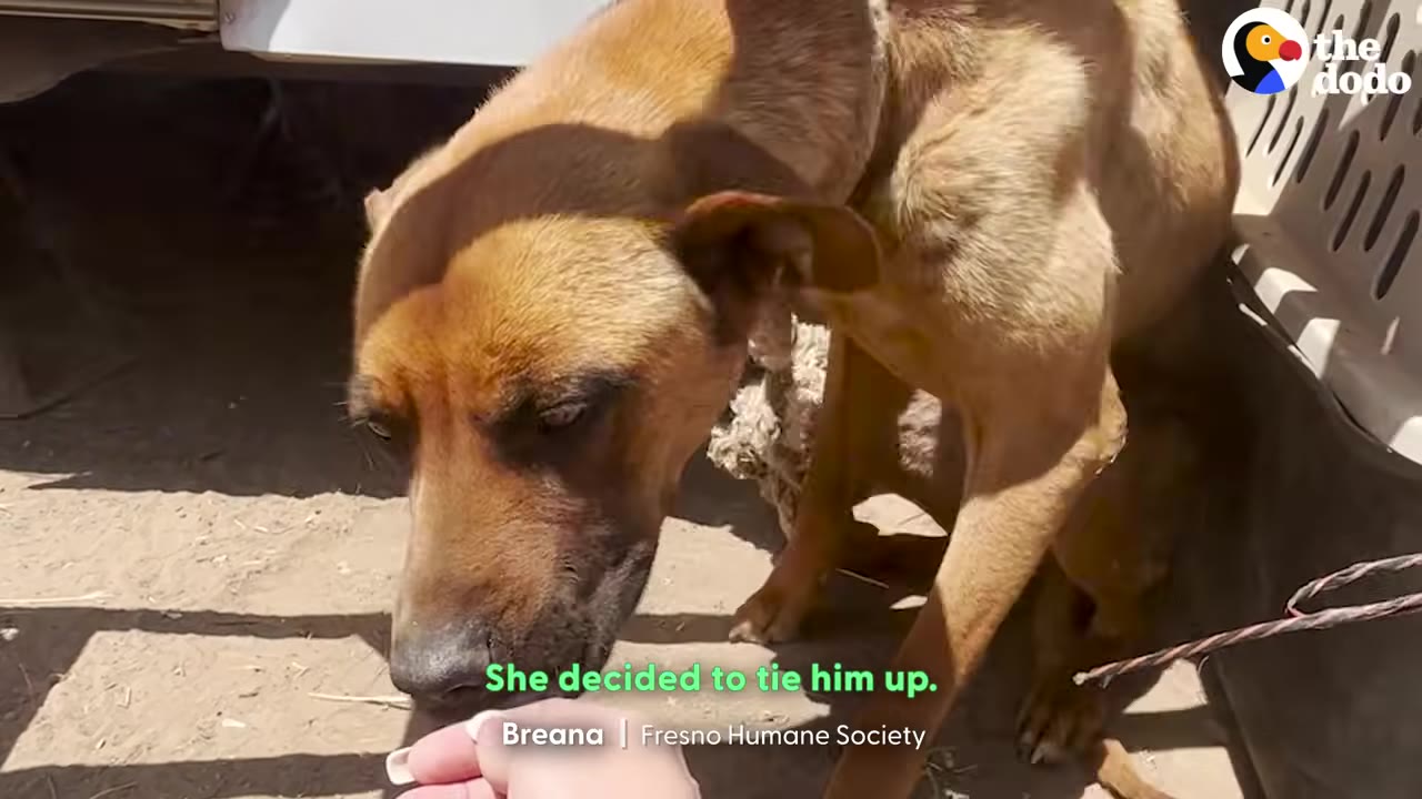 A thin brown dog leans its head down toward an outstretched human hand.