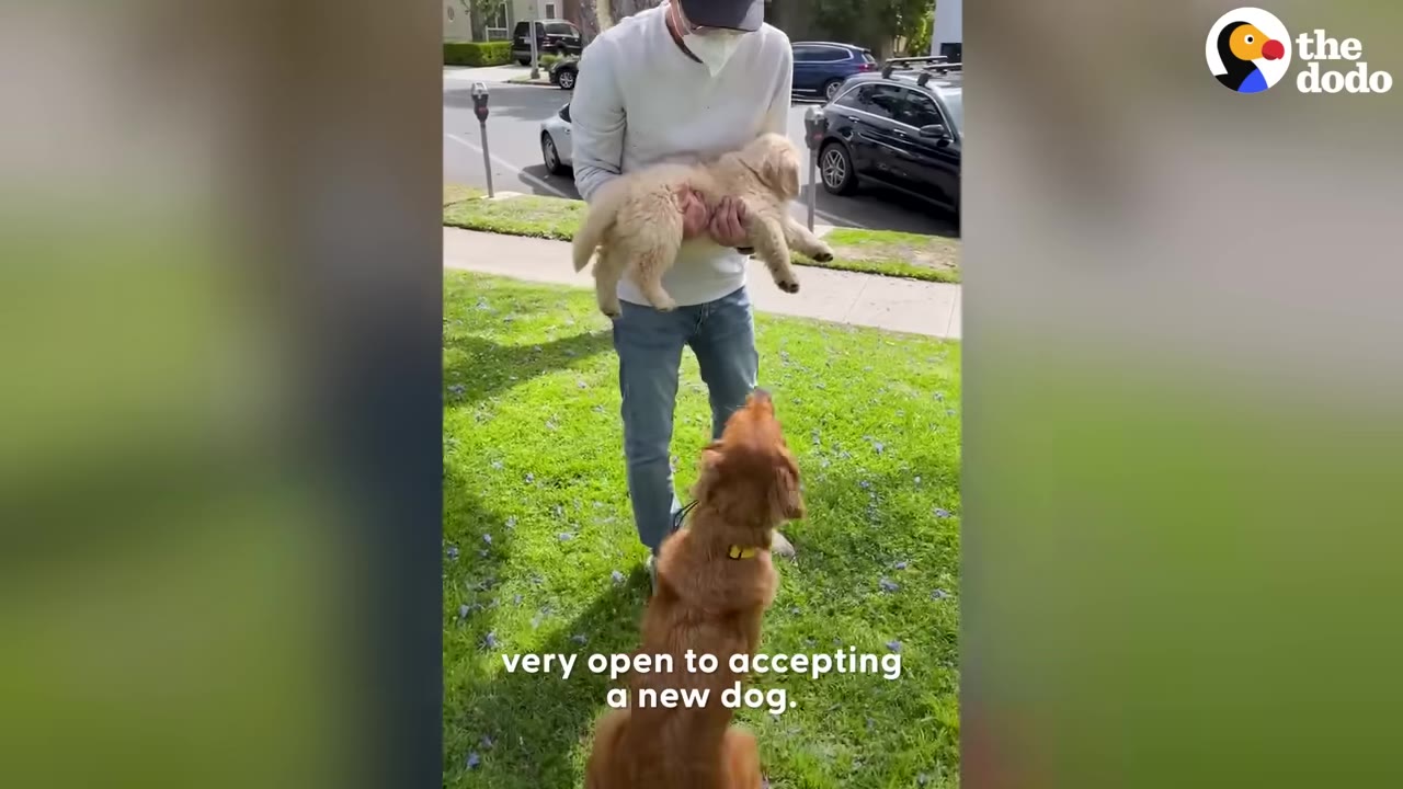 A man standing on a grassy lawn holds a fluffy golden retriever puppy in his arms, presenting it to an adult golden retriever sitting on the grass and looking up at the puppy.