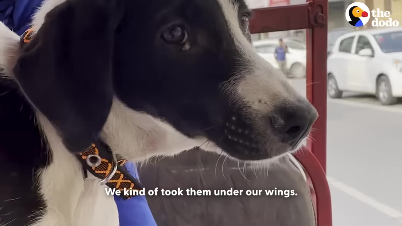 A close-up of a black and white dog wearing a collar, looking out from a vehicle with text overlay reading 'We kind of took them under our wings.'