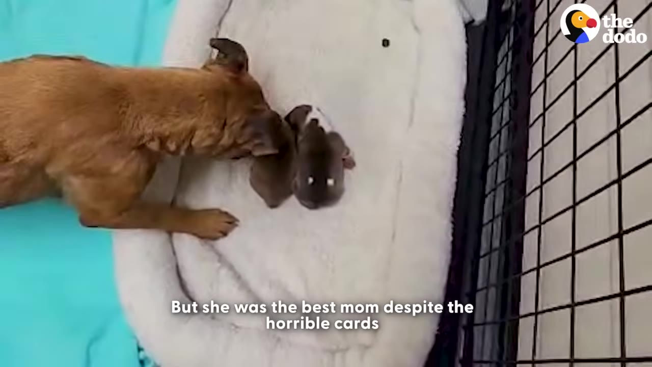 A brown dog gently nudges her small puppies resting in a white pet bed.